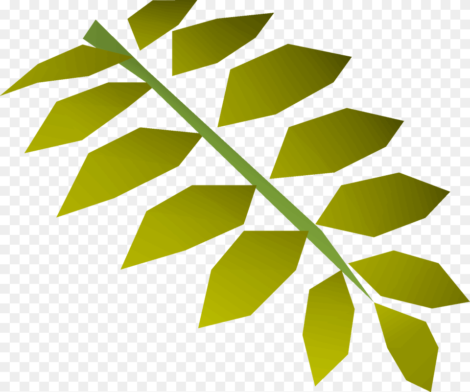 Curry Leaf Detail Tree, Plant Free Transparent Png