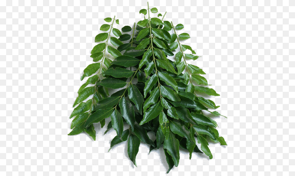 Curry Leaf Kari Patta Tree, Plant Png
