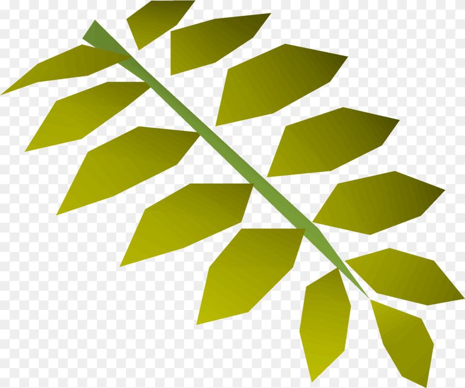 Curry Leaf Osrs Wiki Tree, Plant Free Png Download