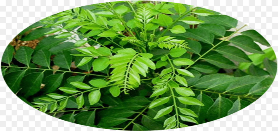 Curry Leaf Plant, Vegetation, Photography, Herbal, Herbs Free Transparent Png