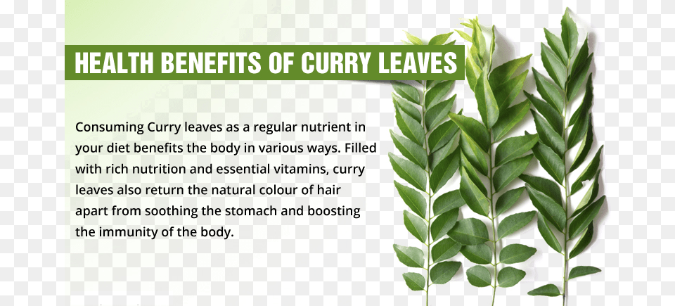 Curry Leafs Are A Boon To Combat Obesity Benefit Of Kari Patta, Herbs, Plant, Leaf, Herbal Png