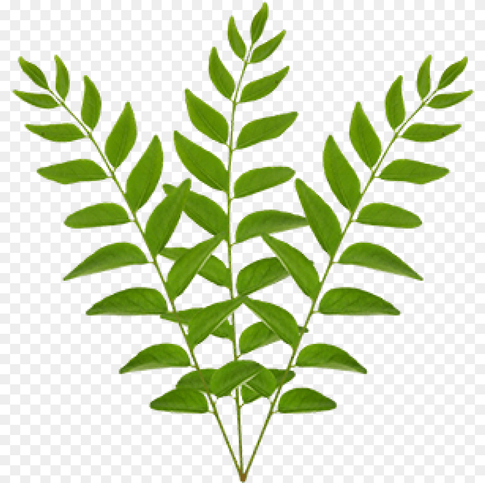 Curry Leaves Curry Tree, Leaf, Plant, Astragalus, Flower Free Transparent Png