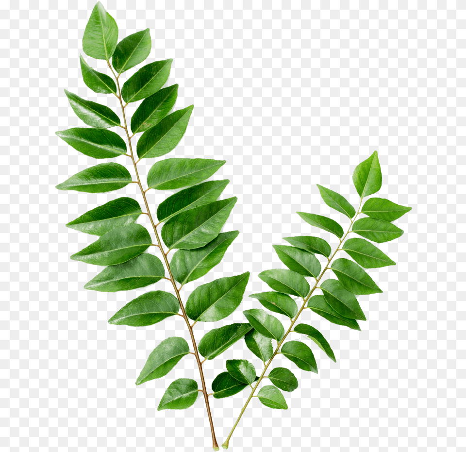 Curry Leaves Leaves Curry, Leaf, Plant, Tree, Annonaceae Png