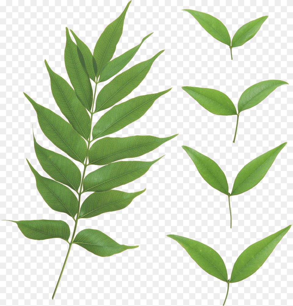 Curry Leaves Leaves Transparent, Leaf, Plant, Tree Png