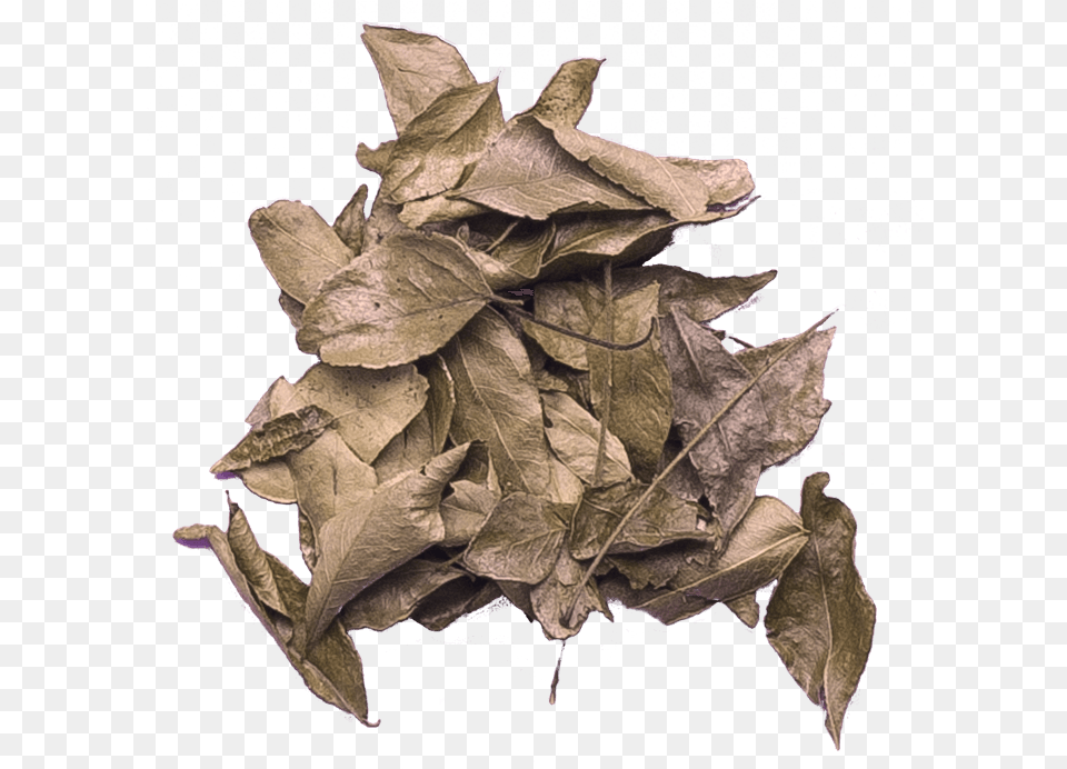 Curry Leaves Paper, Leaf, Plant, Tree, Tobacco Free Transparent Png