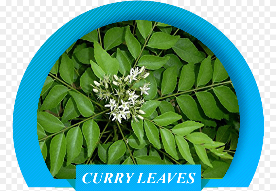 Curry Plant Leaf, Herbal, Herbs, Flower, Vegetation Free Png
