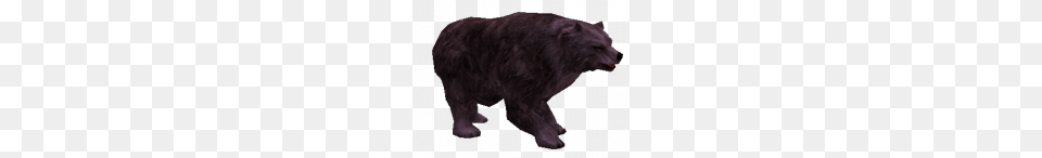 Cursed Grizzly Bear, Animal, Mammal, Panther, Wildlife Png