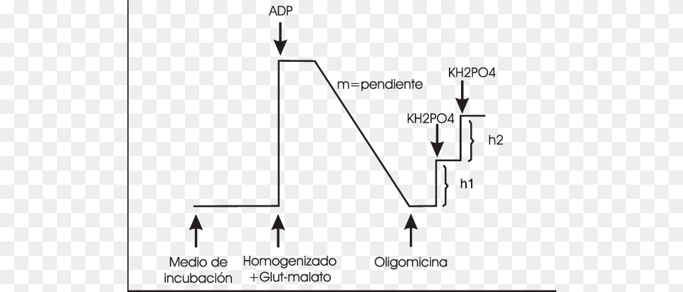 Curva Tpica En La Determinacin De La Actividad De Atp Synthase, Chart, Plot Free Png