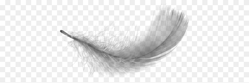 Curved White Feather, Gray Png Image