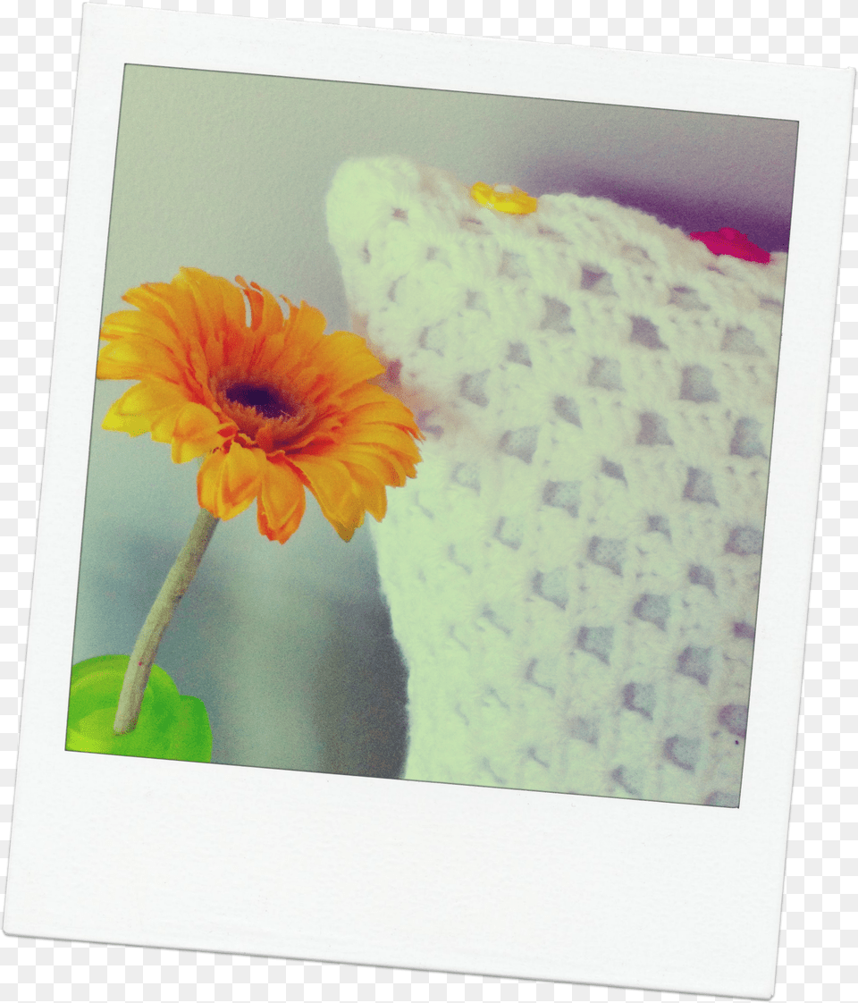 Cushion And Flower Gerbera, Daisy, Home Decor, Petal, Plant Png