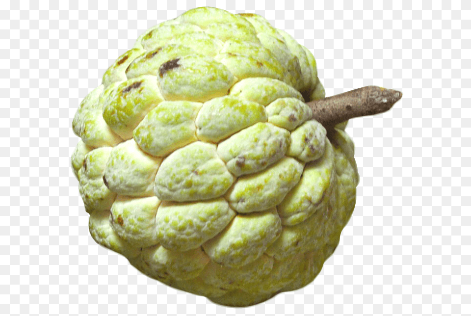 Custard Apple Fruit Image, Annonaceae, Plant, Tree, Food Png