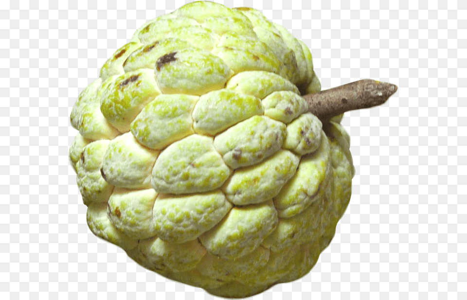 Custard Apple Fruit Image Pngpix Images Of Custard Apple, Annonaceae, Plant, Tree, Food Free Png Download