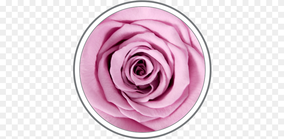 Custom Colors Are Available Upon Special Request Garden Roses, Flower, Plant, Rose, Petal Free Png