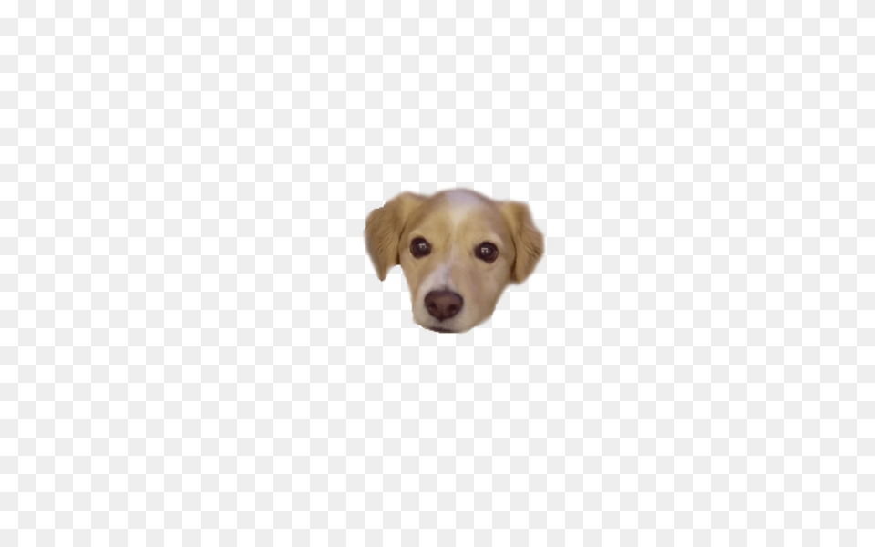 Custom Discord Emoji Suggestion Thread, Animal, Canine, Dog, Mammal Free Png