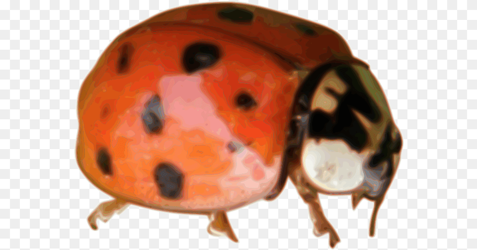 Custom Ladybug Closeup Mugs, Animal, Mammal, Pig Free Transparent Png