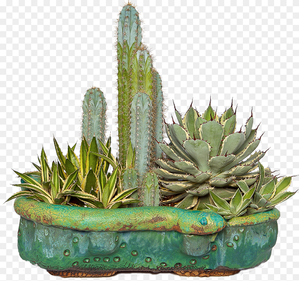 Custom Specialty Pottery And Vases For Cactus And Succulents, Plant, Potted Plant Png Image