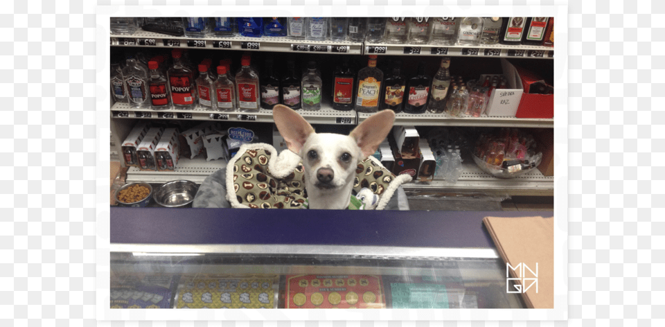 Customer Service Dog, Shelf, Animal, Canine, Mammal Free Transparent Png