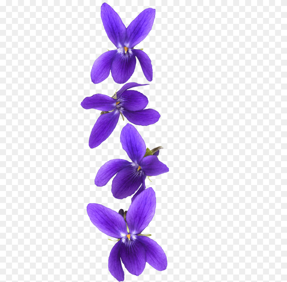 Customer Violet Stock Photography Violet Flower Background, Iris, Plant, Petal, Purple Png Image