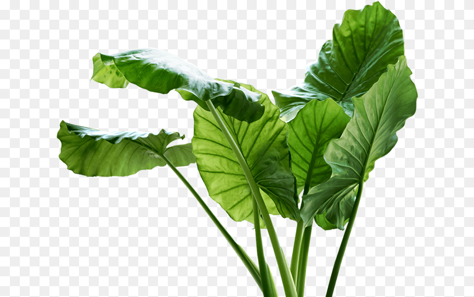 Customizable Frame Big Leaf Plant, Food, Produce Free Png