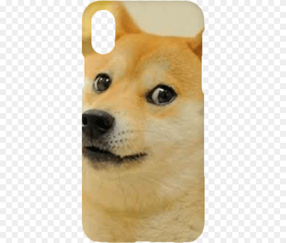Customized Omg I M Dying Laughing Meme, Snout, Animal, Canine, Dog Free Png Download