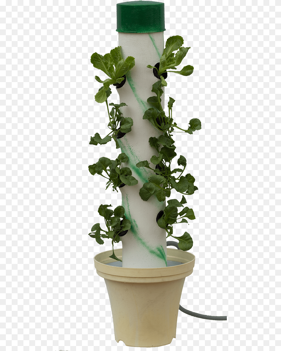 Cut Down On Food Waste Houseplant, Leaf, Plant, Potted Plant, Herbal Free Transparent Png