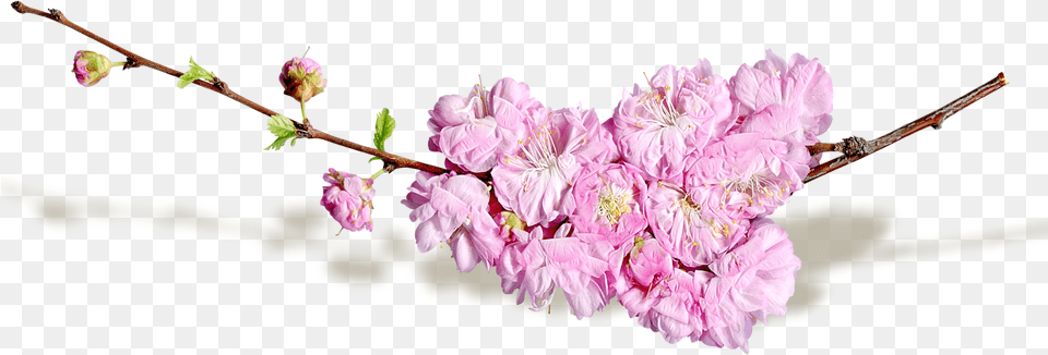 Cut Flowers Blog Spring Flower, Plant, Cherry Blossom, Petal Free Png