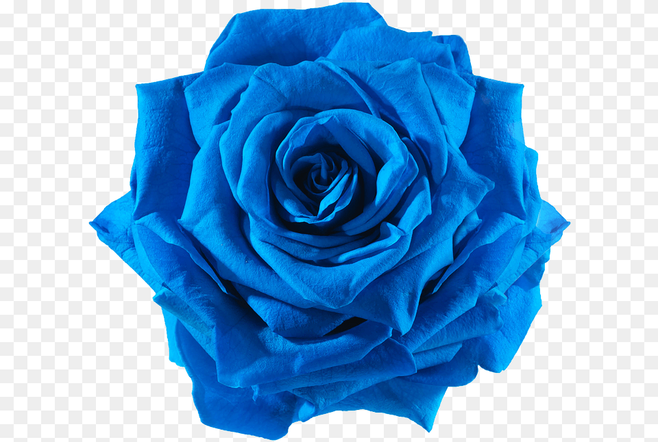 Cut Flowers Blue Flower, Plant, Rose Free Transparent Png