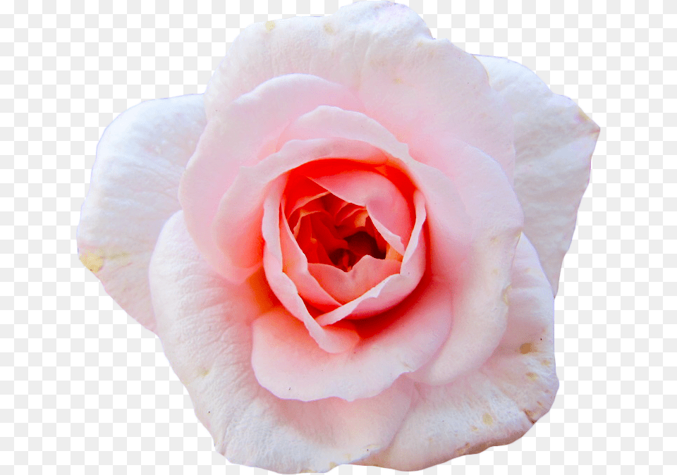Cut Flowers Garden Roses Centifolia Roses Petal Aesthetic Transparent Flower Gif, Plant, Rose Free Png