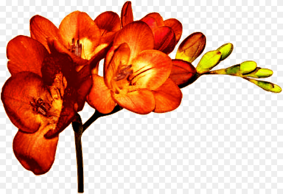 Cut Flowers Plant Freesia Alba Bulb Orange Flowers, Anther, Flower, Geranium, Petal Png Image