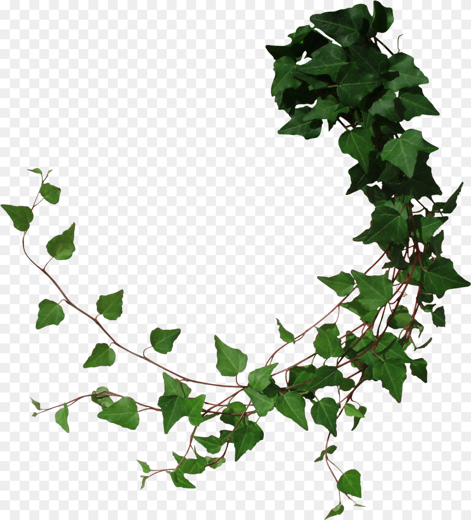 Cut From My Photo With Photoshop Transparent Ivy, Leaf, Plant, Vine Free Png Download