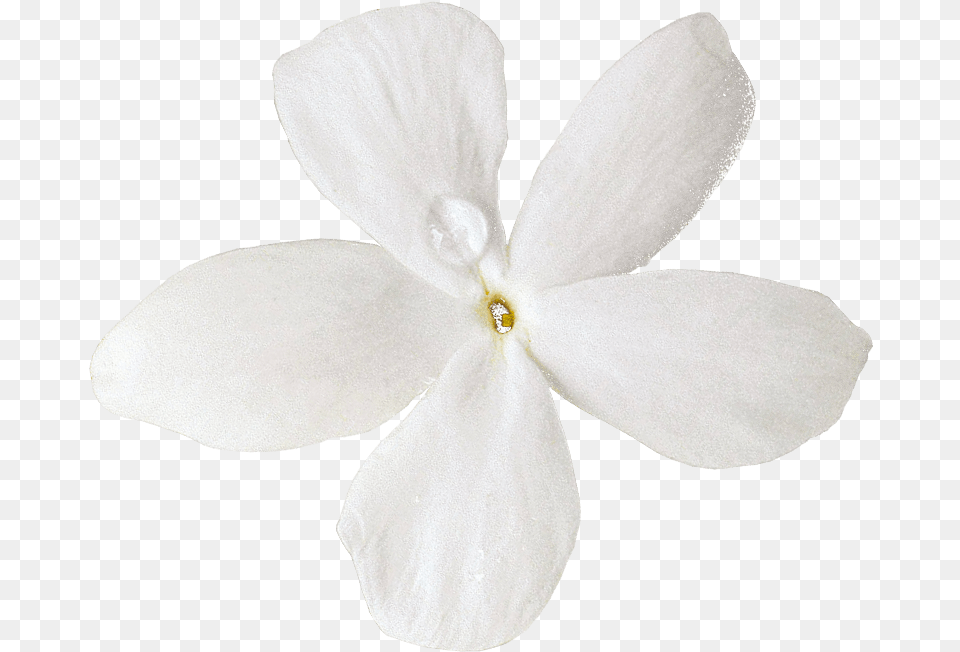 Cut Moth Petal Others Flowers Soft, Flower, Plant, Person Free Transparent Png