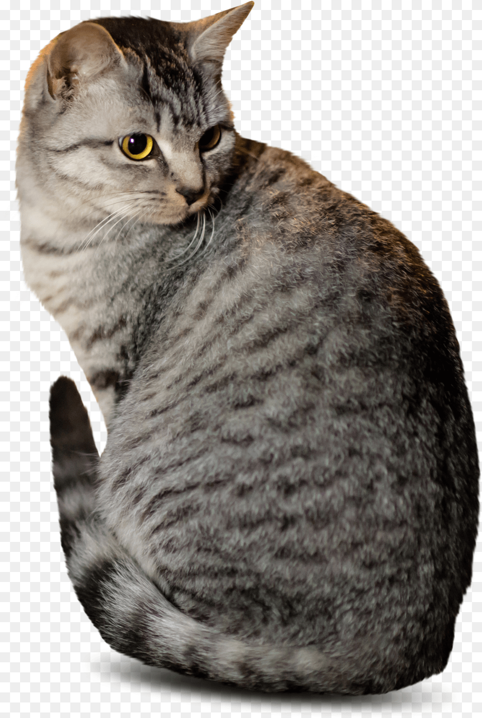 Cut Out Cat Sitting Cat Photoshop Cutout, Animal, Mammal, Pet, Abyssinian Free Png