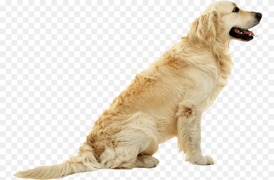 Cut Out Dogs, Animal, Canine, Dog, Golden Retriever Png Image