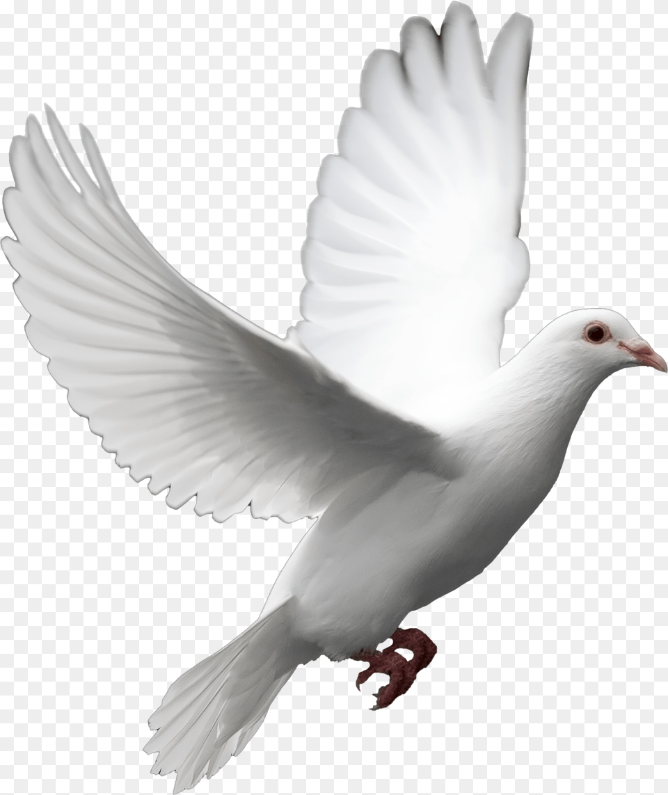 Cut Out Flying Bird Model Transparent Background White, Animal, Dove, Pigeon Png