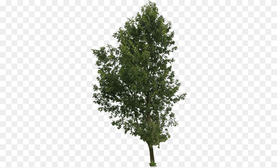 Cut Out People Trees And Leaves 6397 Transparentpng Cut Out Trees, Oak, Plant, Sycamore, Tree Free Png