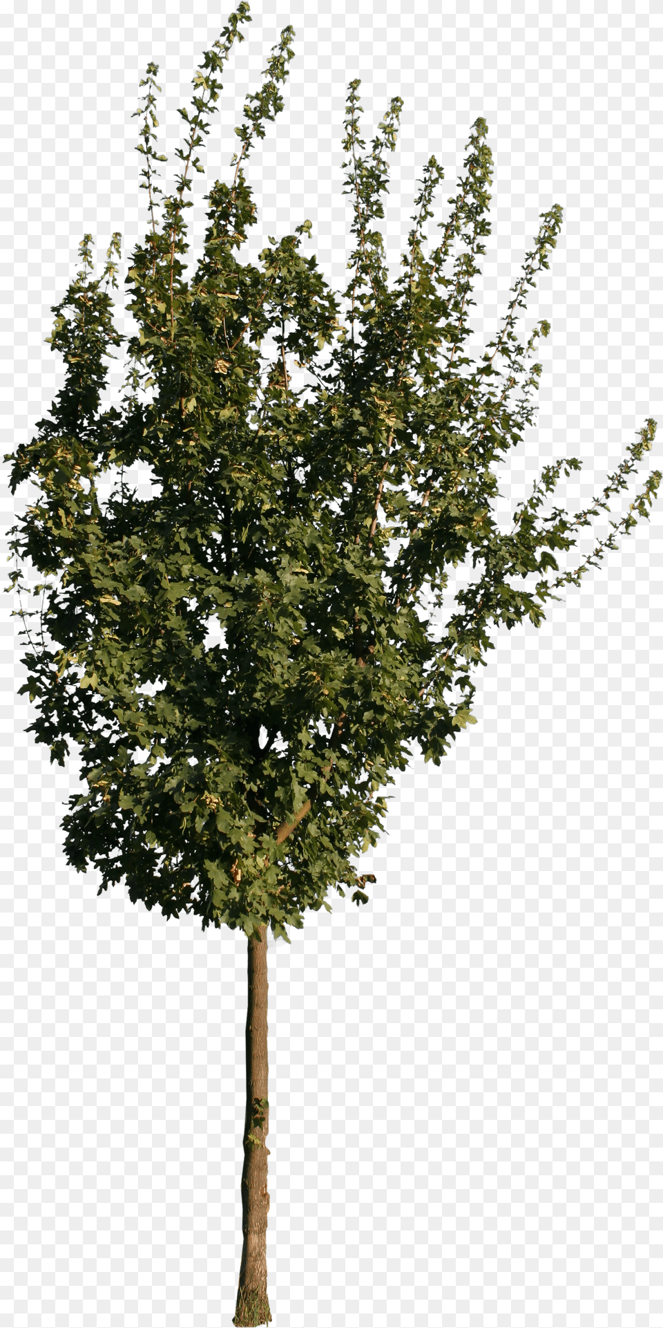 Cut Out People Trees And Leaves Tree Cutout Free Png