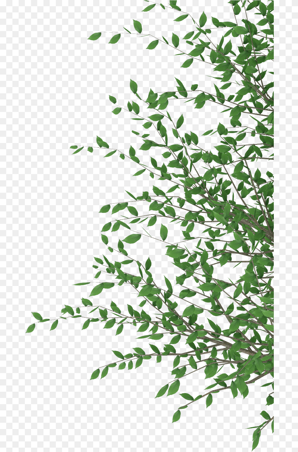 Cut Out Photoshop Download Cut Out Photoshop, Green, Leaf, Plant, Potted Plant Png Image