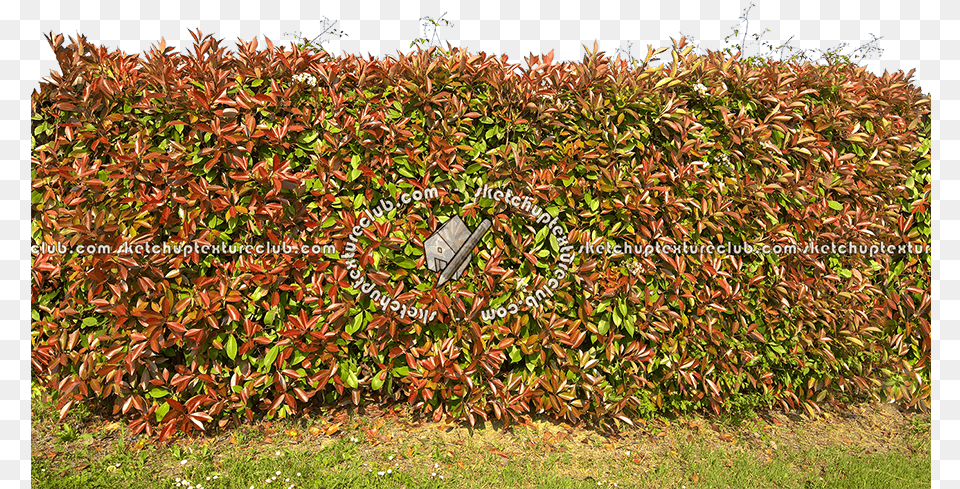Cut Out Red Robin Hedge Texture Seamless Hedge, Fence, Plant, Vegetation, Food Png