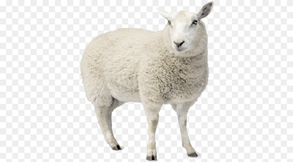 Cut Out Sheep, Animal, Livestock, Mammal Free Png Download