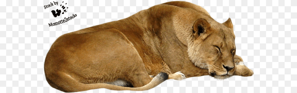 Cut Out Stock 41 Sleeping Lioness By Momotte2stocks D67ided Lioness, Animal, Lion, Mammal, Wildlife Free Png Download