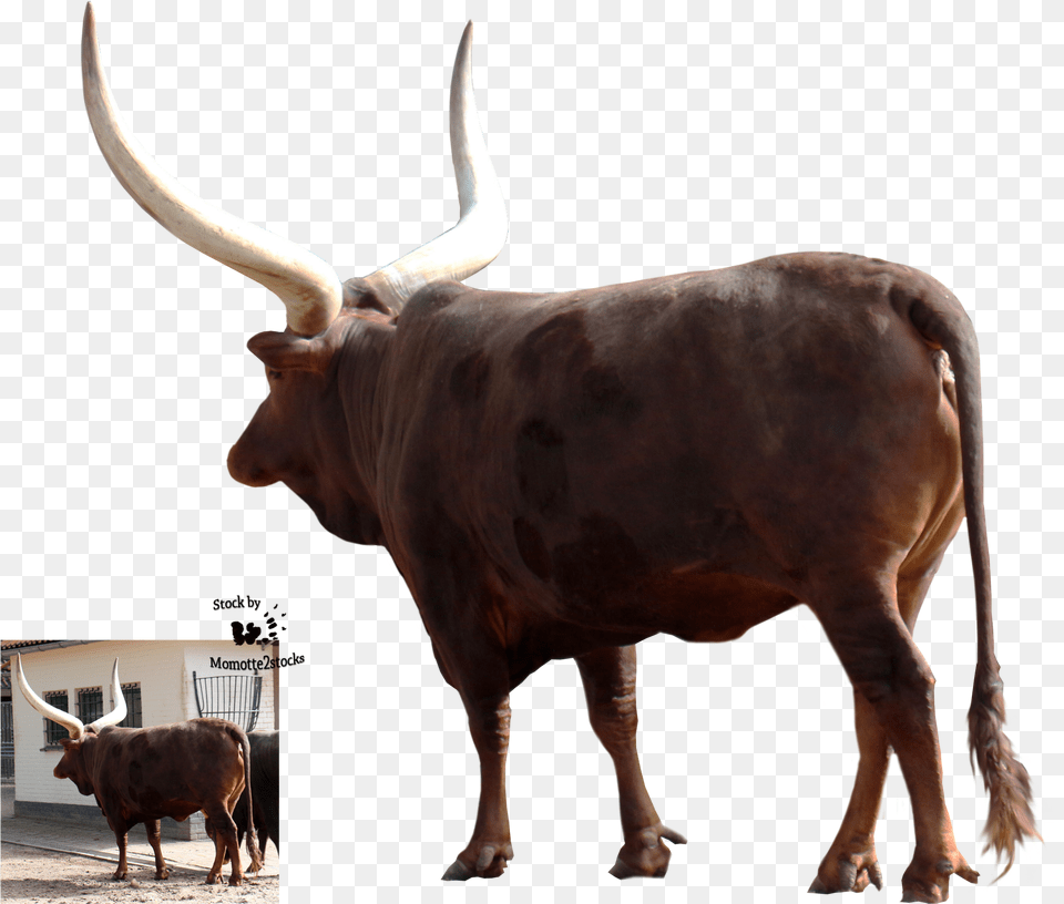 Cut Out Stock Co Photoshop Cut Out, Animal, Bull, Cattle, Livestock Free Transparent Png