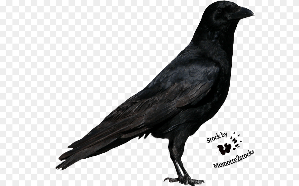 Cut Out Stock Crow, Animal, Bird, Blackbird Free Png