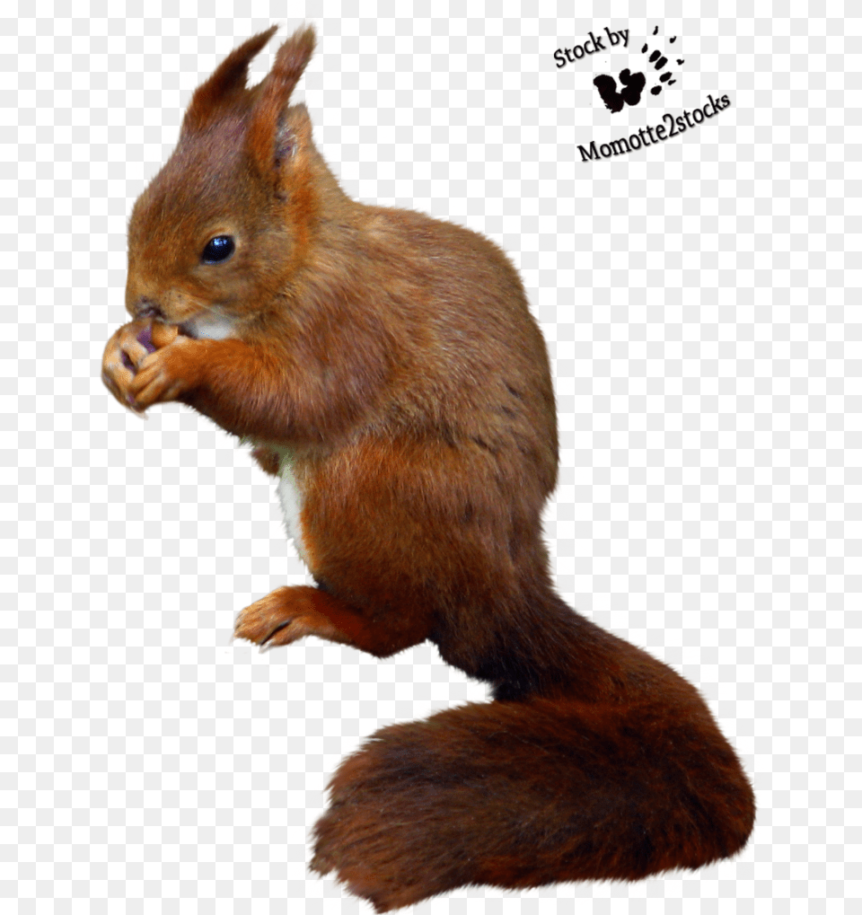 Cut Out Stock Cut Out Squirrel, Animal, Mammal, Rat, Rodent Png