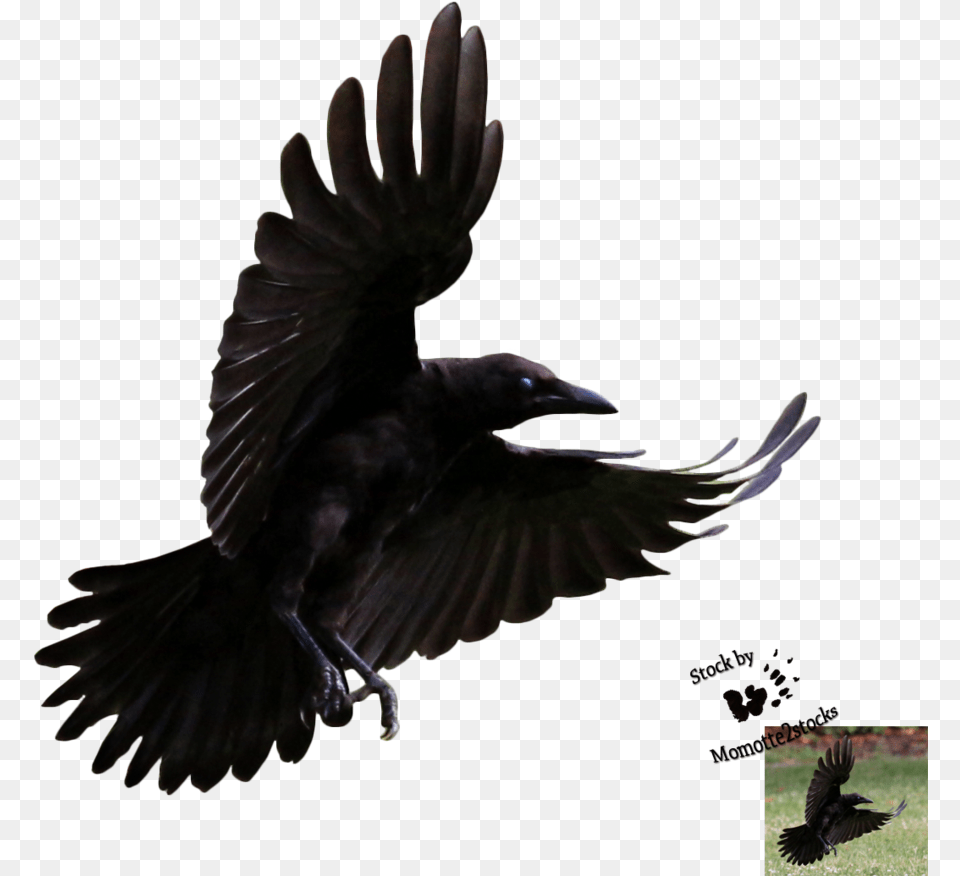 Cut Out Stock Flying Crow, Animal, Bird, Blackbird Free Transparent Png