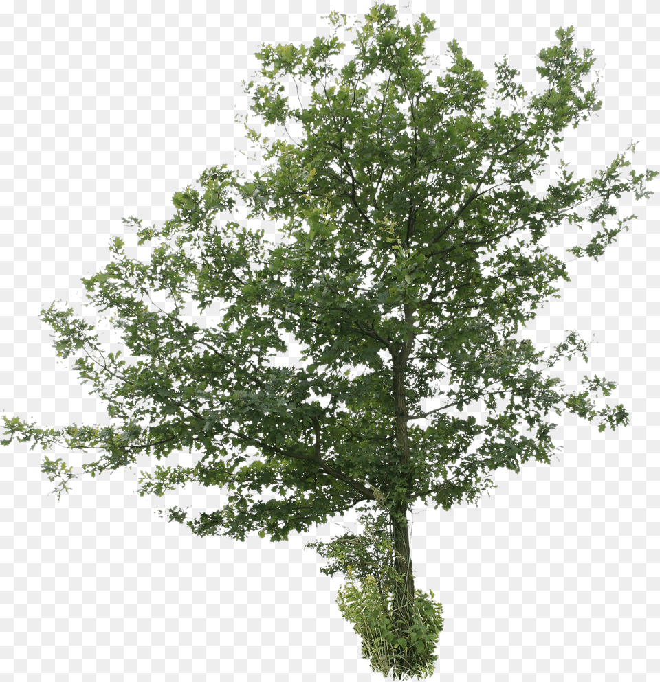 Cut Out Tree 2d Tree Png