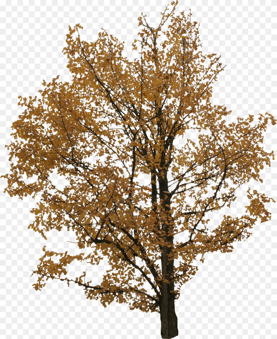 Cut Out Tree, Computer Hardware, Electronics, Hardware, Mouse Free Png