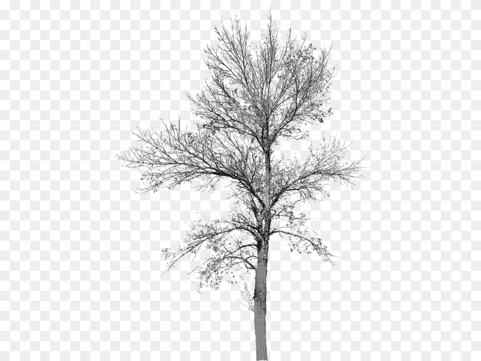 Cut Out Tree No Leaves, Ice, Nature, Outdoors, Plant Png Image