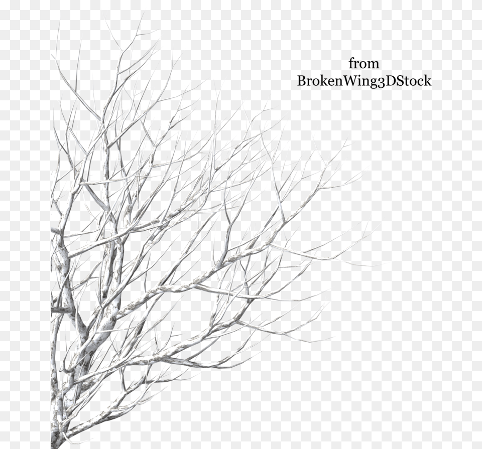 Cut Out Tree Winter, Plant, Weather, Outdoors, Night Png Image