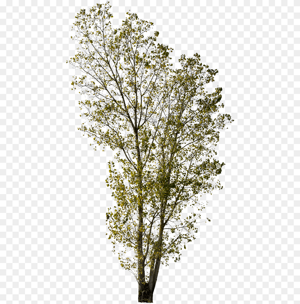 Cut Out Trees, Oak, Plant, Sycamore, Tree Png Image