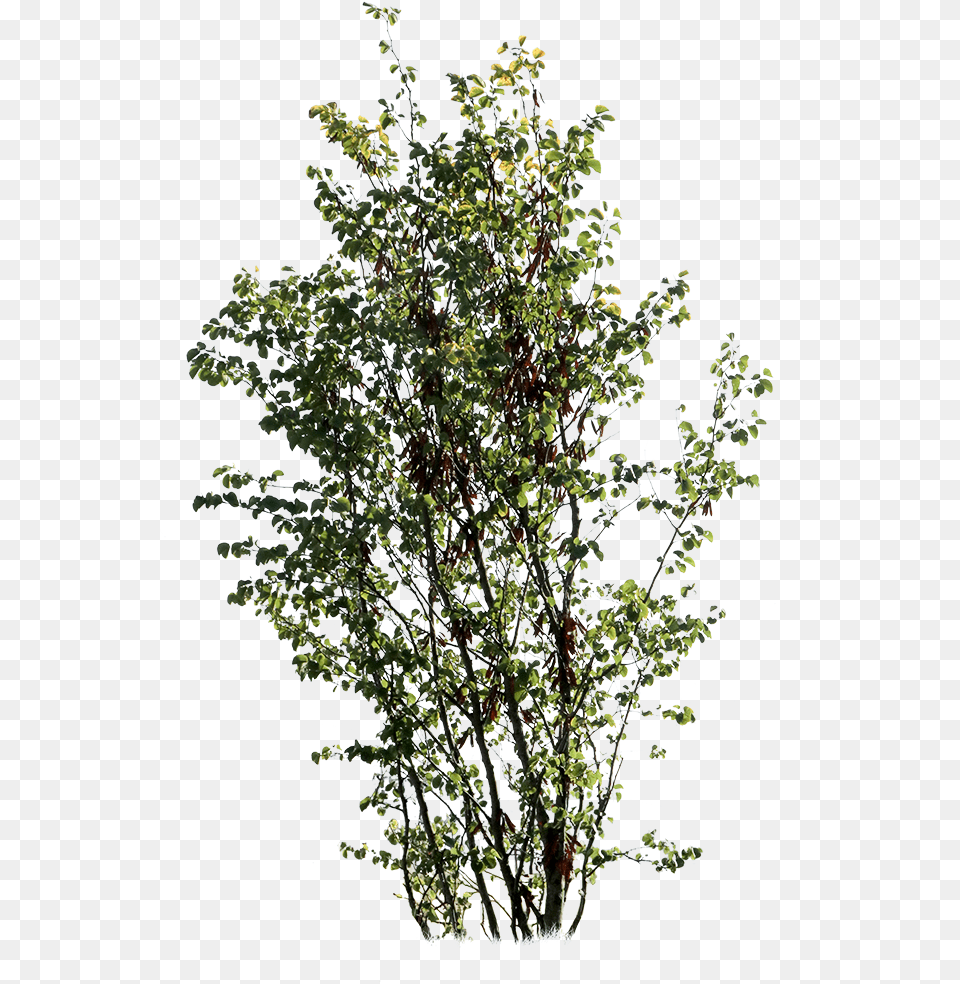 Cut Out Trees, Plant, Tree, Leaf, Sycamore Free Transparent Png